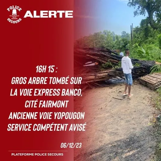 Un arbre tombe sur la voie express Banco, ancienne voie Yopougon ce mercredi : la circulation perturbée