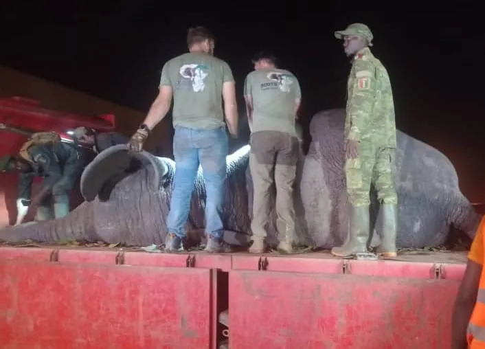 Un éléphant capturé après avoir causé la mort d’un homme à Boguédia, Côte d’Ivoire
