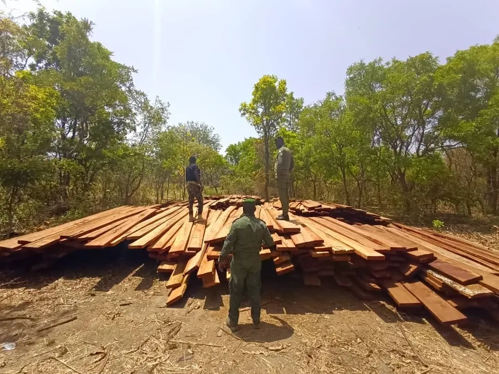 Trafic de bois en Côte d’Ivoire : Plus de 3000 madriers saisis par la BSSI à Morondo, le chef de poste convoqué à Abidjan