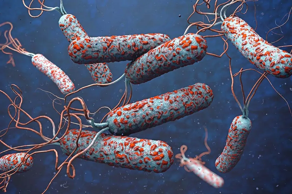Virus choléra