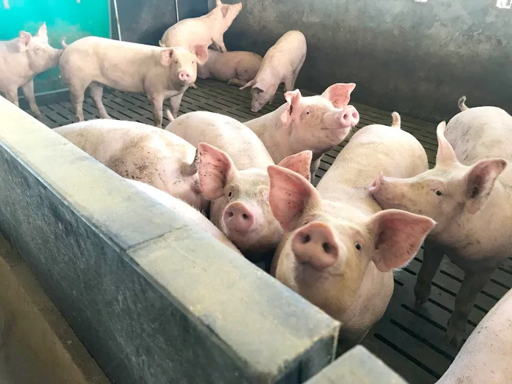 Élevage de porcs en Côte d'Ivoire