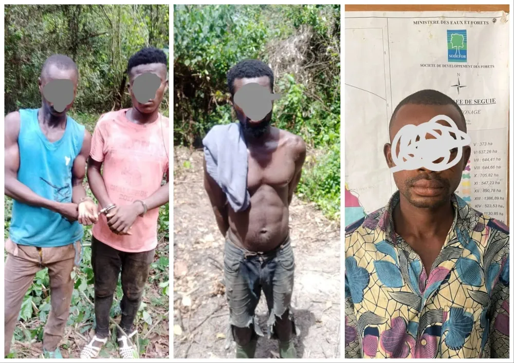 4 individus en flagrant délit de défrichement dans la forêt classée de Séguié