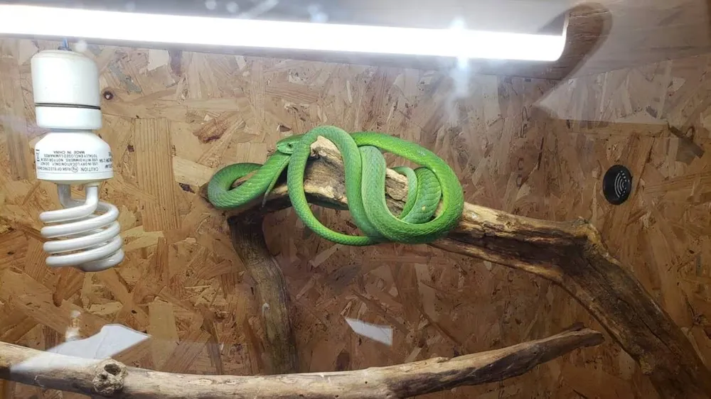 Un serpent
