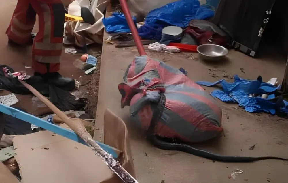 Un serpent découvert à la mairie d'Abengourou