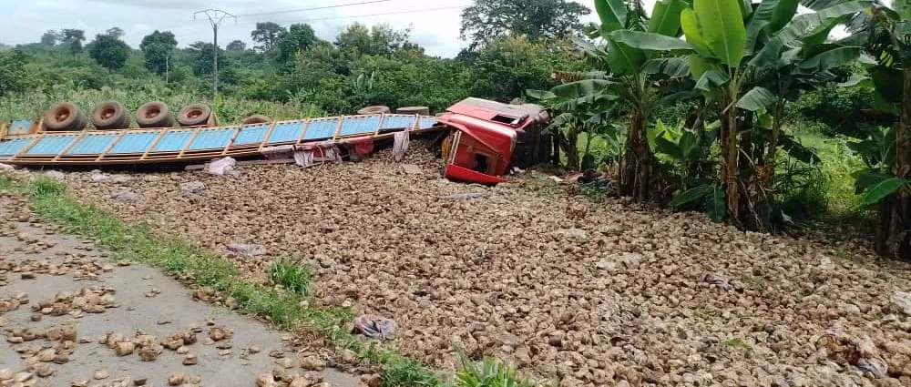 Un camion-remorque d'hévéa fait une sortie de route