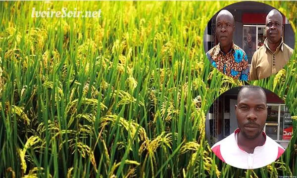 Côte d’Ivoire : Le riz local a des vertus thérapeutiques (Responsable) image de l'article