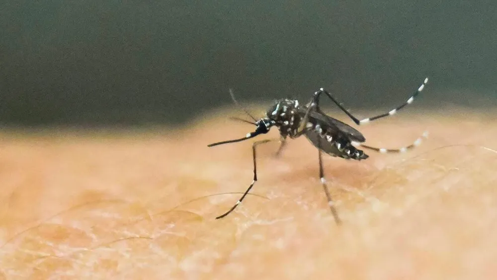 Côte d’Ivoire : Face à la menace Dengue et Paludisme, le gouvernement renforce les mesures image de l'article