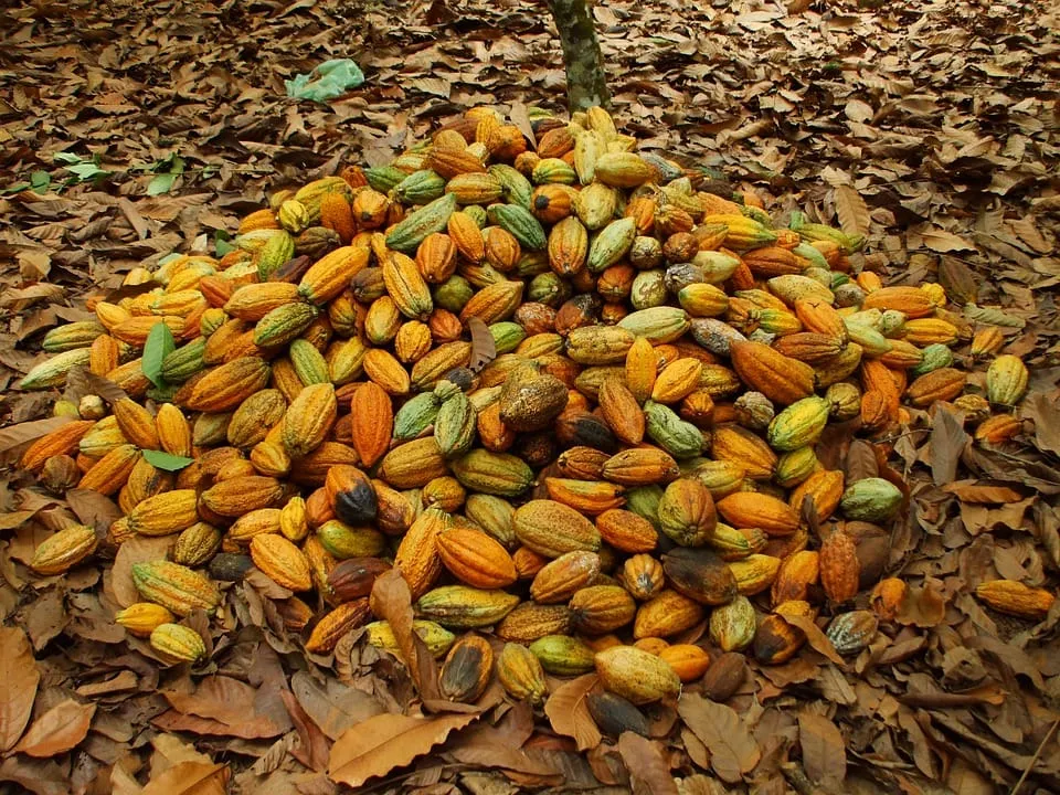 Campagne café-cacao 2023-2024 en Côte d’Ivoire: La BNI débloque 165 milliards de FCFA pour accompagner les acteurs de la filière image de l'article