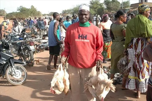 Grippe aviaire en Afrique du Sud : la Namibie suspend les importations de volaille image de l'article