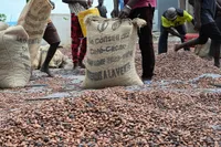 Cacao ivoirien : 100 agents formés à la traçabilité sociale image de l'article
