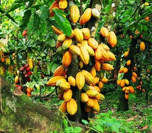 Cacao : une bio-solution ivoirienne contre le Swollen Shoot validée