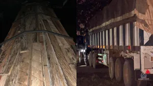 Trafic de bois en Côte d'Ivoire : 30 tonnes de bois illégal saisies près de Soubré