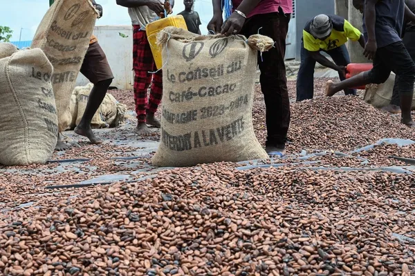 Cacao ivoirien : 100 agents formés à la traçabilité sociale