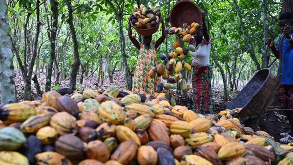 PND 2026-2030 : la transformation du cacao visée à 50%