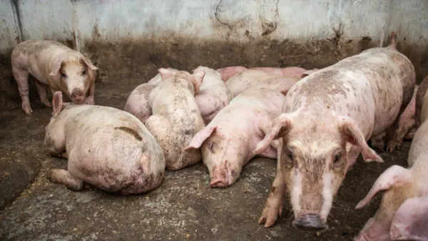 Peste porcine africaine en Côte d'Ivoire : 93 porcs abattus à Guibéroua