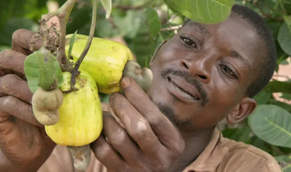 Guinée-Bissau: la noix de cajou passe de 1 225 f à 1 050 f CFA