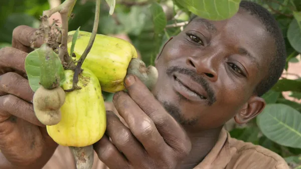 Séguéla: la noix de cajou achetée à 375 F le kg