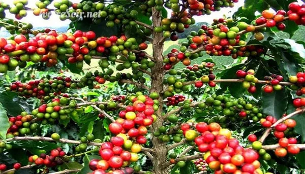 Café de Côte d'Ivoire