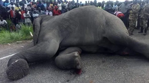 Accident éléphant-car de transport à Dimbokro: un fake news selon le ministère des eaux et forêts
