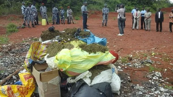 Korhogo: Plus de trois tonnes de drogue détruites