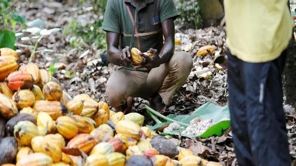 Hausse du prix du cacao : Le Cameroun s’envole, la Côte d’Ivoire piégée par son système de prix garanti