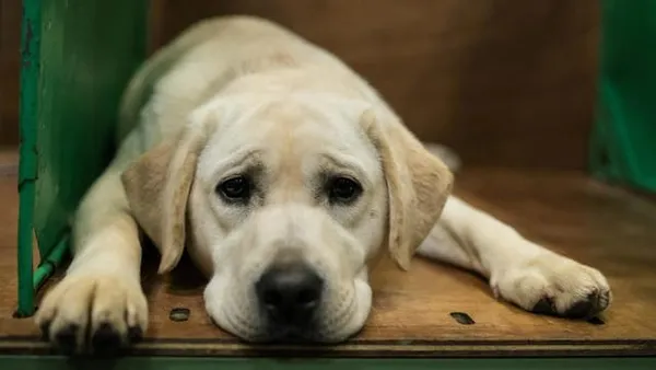 Costa Rica: un chien poursuit sa maîtresse en justice