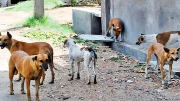 Côte d’Ivoire – Oumé: Un chien pas vacciné contre la rage est un chien mort