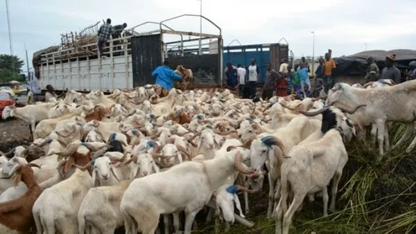 Tabaski 2019 en Côte d’Ivoire: l’abattoir de Port-Bouët manque de places