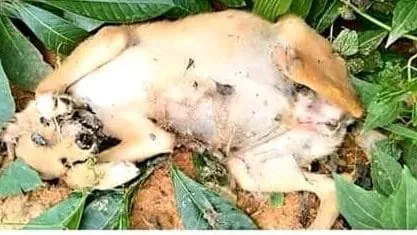Côte d’Ivoire: qui a voulu empoisonner Assié-Koumassi ?