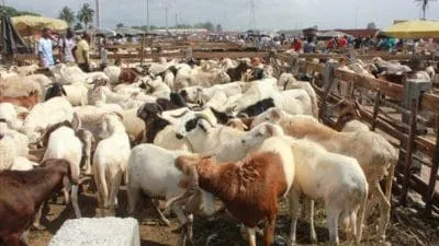 Tabaski 2019 à Bocanda: où sont passés les moutons?