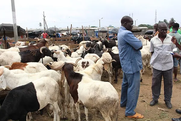 Tabaski 2025 en Côte d’Ivoire : Abidjan veut éviter la flambée des prix du mouton
