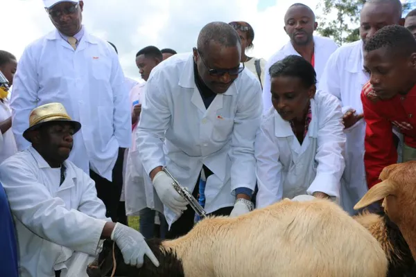 Peste à Madagascar : une nouvelle épidémie fait 7 morts