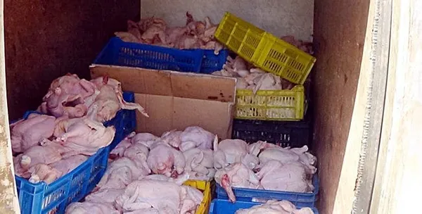 Aboisso: saisie de plus d’une tonne de poulets congelés
