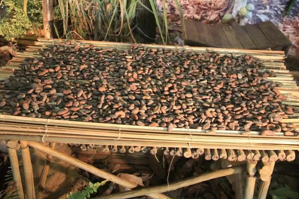Le cacao vendu à 850 ou 900 Fcfa: les paysans en « grève illimitée » dès le 18 janvier 2021 en Côte d’Ivoire