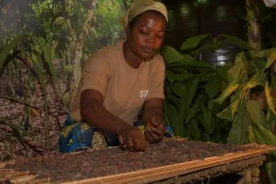 825 F le kg de cacao, un revenu décent pour les producteurs ?