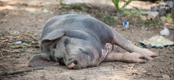 Bouaflé: doit-on craindre une épidémie de la peste porcine africaine à Dabousra ?