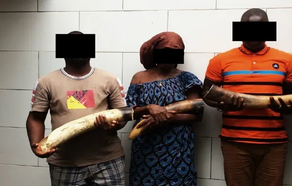 Côte d’Ivoire: 3 trafiquants d’ivoire arrêtés à Koumassi