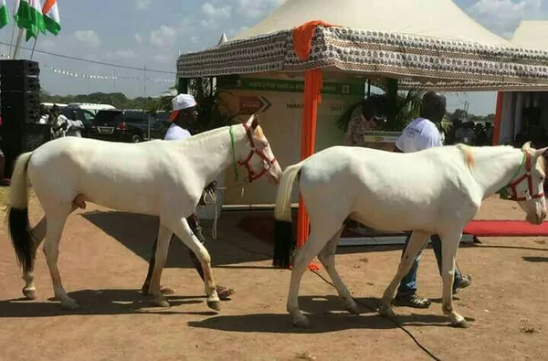 Côte d’Ivoire : 2 chevaux blancs, 120 pintades, 30 bœufs … Voici les dons de Niakara à Ouattara