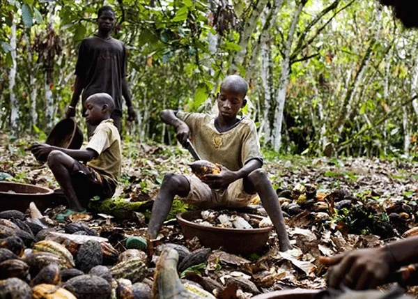 Travail des enfants dans la cacaoculture : la Côte d’Ivoire citée dans un autre rapport américain