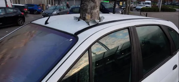 France: une voiture transpercée par un arbre à Nantes