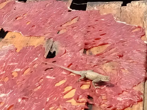 Abidjan: attention, voici comment et où se préparent le choukouya, les brochettes et le kplo