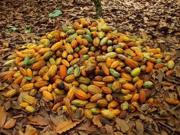 Fèves de cacao