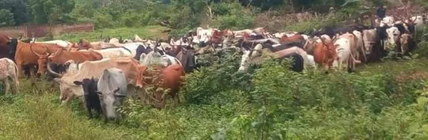 Niakara : un bouvier disparaît avec 15 bœufs de la ferme agro-pastorale des catholiques
