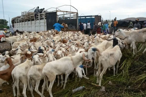Un gang de voleurs de moutons sème la terreur à l’abattoir de Port-Bouët
