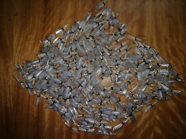Bouaké : il dissimulait 330 doses d’héroïne chez lui