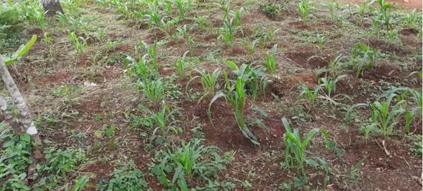 La consommation des mets à base des produits locaux conseillée en Côte d’Ivoire