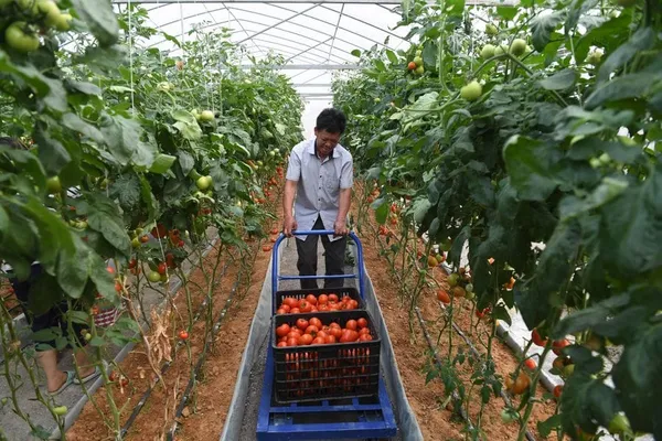 Xi Jinping exhorte la population Maonan à continuer à faire des efforts pour une meilleure vie – Actualités 20/05/2020