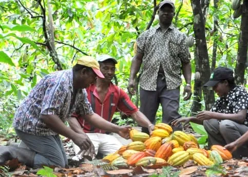 Les producteurs de café-cacao du Sud-Comoé bientôt recensés – Actualité ivoirienne 29/05/2020