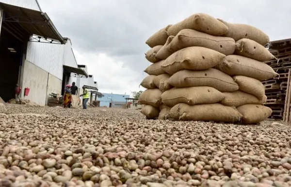 Filière d’anacarde : des producteurs en attente de leurs gains à Kong