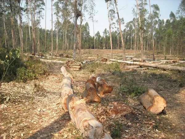 A suivre sur RTI 1, un film de sensibilisation à la conservation forestière et faunique